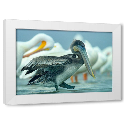 Brown Pelican with White Pelicans White Modern Wood Framed Art Print by Fitzharris, Tim