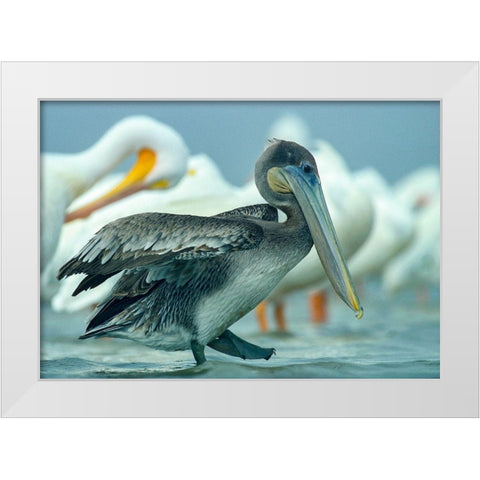 Brown Pelican with White Pelicans White Modern Wood Framed Art Print by Fitzharris, Tim