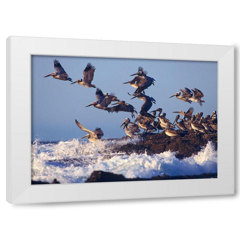 Brown Pelicans on Rock White Modern Wood Framed Art Print by Fitzharris, Tim