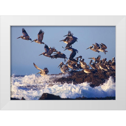 Brown Pelicans on Rock White Modern Wood Framed Art Print by Fitzharris, Tim