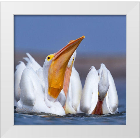 White Pelicans Swallowing Fish White Modern Wood Framed Art Print by Fitzharris, Tim