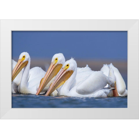 White Pelicans White Modern Wood Framed Art Print by Fitzharris, Tim