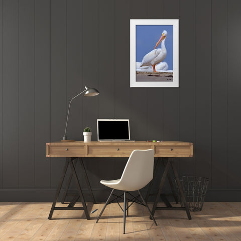 White Pelican Preening White Modern Wood Framed Art Print by Fitzharris, Tim