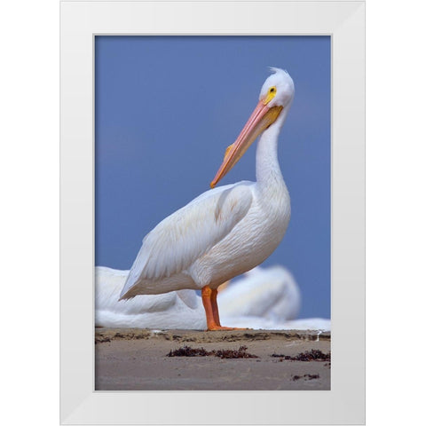 White Pelican Preening White Modern Wood Framed Art Print by Fitzharris, Tim