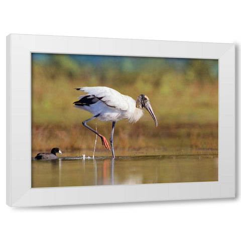 Wood Stork White Modern Wood Framed Art Print by Fitzharris, Tim