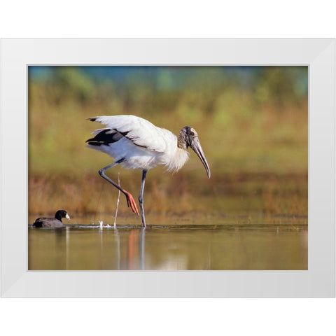 Wood Stork White Modern Wood Framed Art Print by Fitzharris, Tim