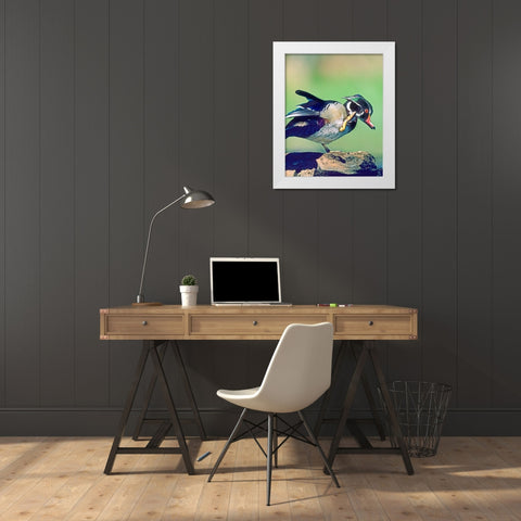 Wood Duck Drake Scratching White Modern Wood Framed Art Print by Fitzharris, Tim