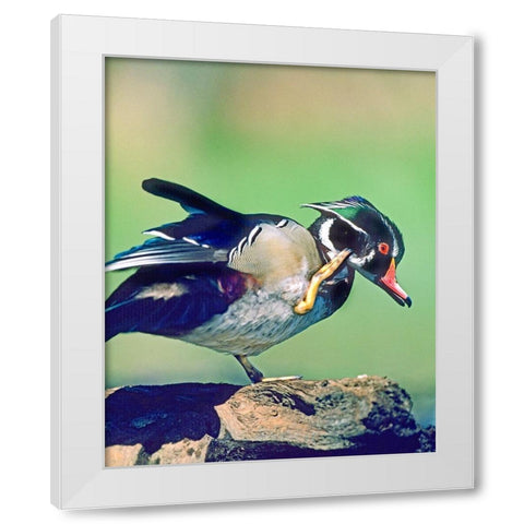 Wood Duck Drake Scratching White Modern Wood Framed Art Print by Fitzharris, Tim