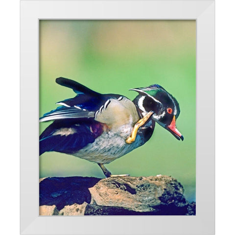 Wood Duck Drake Scratching White Modern Wood Framed Art Print by Fitzharris, Tim