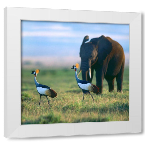 Crowned Cranes with Elephant-Amboseli National Park-Kenya White Modern Wood Framed Art Print by Fitzharris, Tim