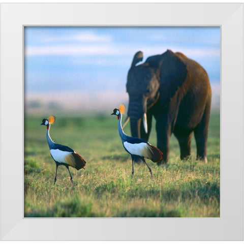 Crowned Cranes with Elephant-Amboseli National Park-Kenya White Modern Wood Framed Art Print by Fitzharris, Tim