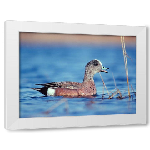 American Widgeon White Modern Wood Framed Art Print by Fitzharris, Tim