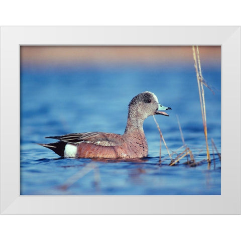 American Widgeon White Modern Wood Framed Art Print by Fitzharris, Tim