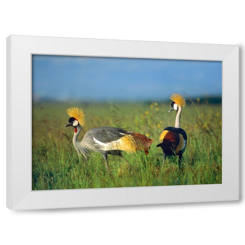 Crowned Cranes-Kenya White Modern Wood Framed Art Print by Fitzharris, Tim
