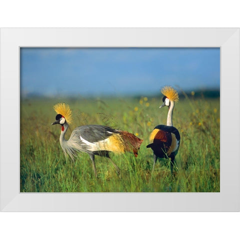 Crowned Cranes-Kenya White Modern Wood Framed Art Print by Fitzharris, Tim