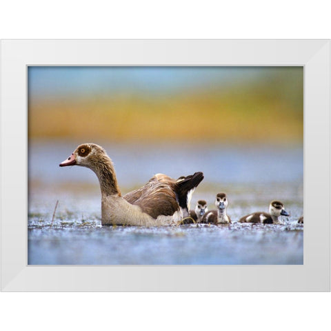 Egyptian Goose with Goslings-Tanzania White Modern Wood Framed Art Print by Fitzharris, Tim