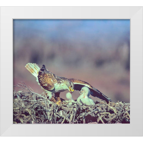 Ferruginous Hawks White Modern Wood Framed Art Print by Fitzharris, Tim