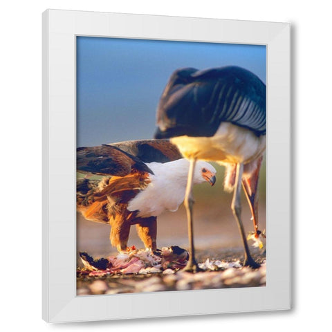 African Fish Eagle and Marabou over Flamigo Carcass-Kenya White Modern Wood Framed Art Print by Fitzharris, Tim