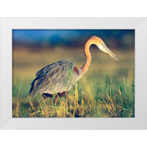 Goliath Heron White Modern Wood Framed Art Print by Fitzharris, Tim