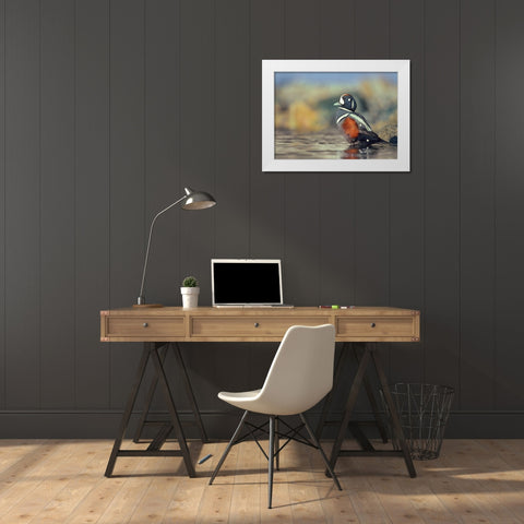 Harlequin Duck-White Rock Beach-British Columbia White Modern Wood Framed Art Print by Fitzharris, Tim
