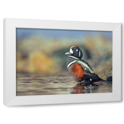 Harlequin Duck-White Rock Beach-British Columbia White Modern Wood Framed Art Print by Fitzharris, Tim