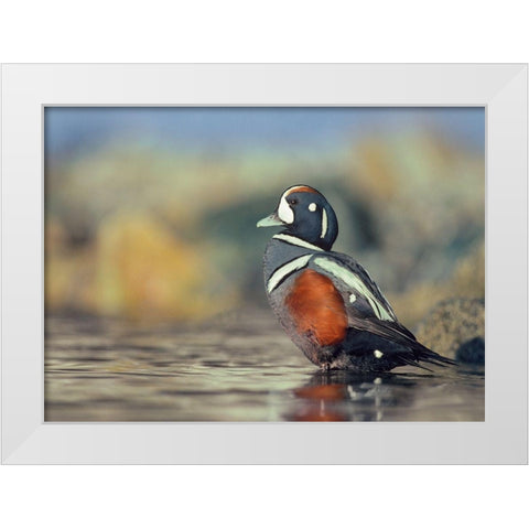 Harlequin Duck-White Rock Beach-British Columbia White Modern Wood Framed Art Print by Fitzharris, Tim