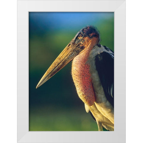 Marabou Stork-Kenya I White Modern Wood Framed Art Print by Fitzharris, Tim