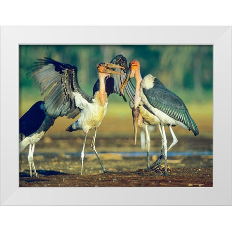 Marabou Storks White Modern Wood Framed Art Print by Fitzharris, Tim