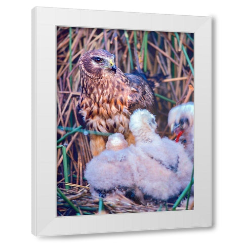 Marsh Hawks White Modern Wood Framed Art Print by Fitzharris, Tim