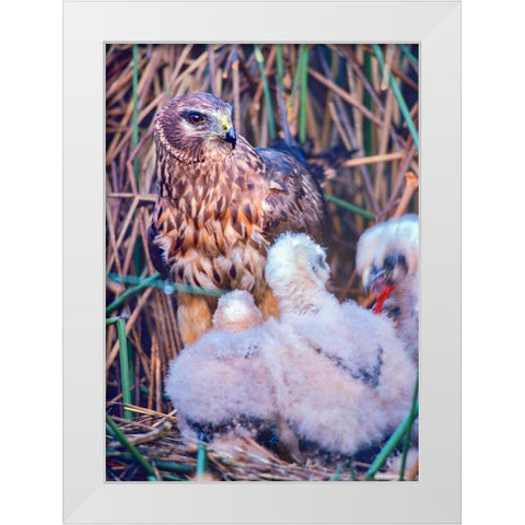 Marsh Hawks White Modern Wood Framed Art Print by Fitzharris, Tim