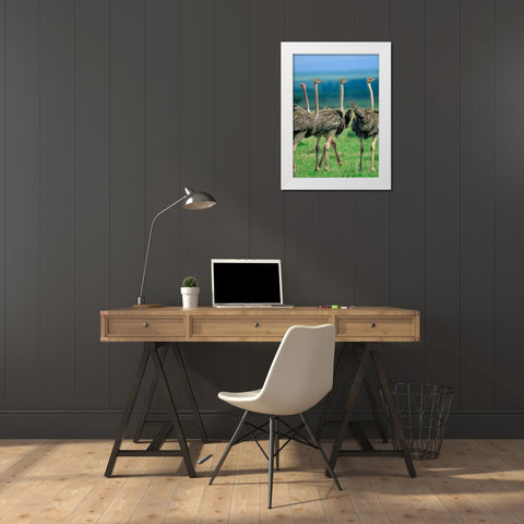 Young Ostriches-Kenya White Modern Wood Framed Art Print by Fitzharris, Tim