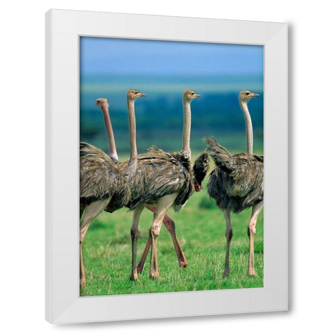 Young Ostriches-Kenya White Modern Wood Framed Art Print by Fitzharris, Tim