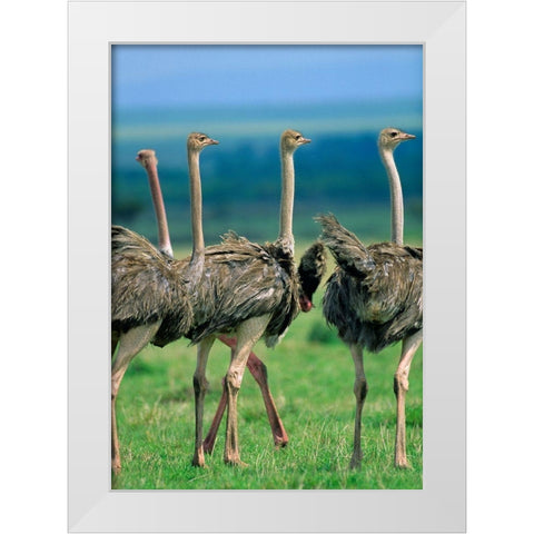 Young Ostriches-Kenya White Modern Wood Framed Art Print by Fitzharris, Tim
