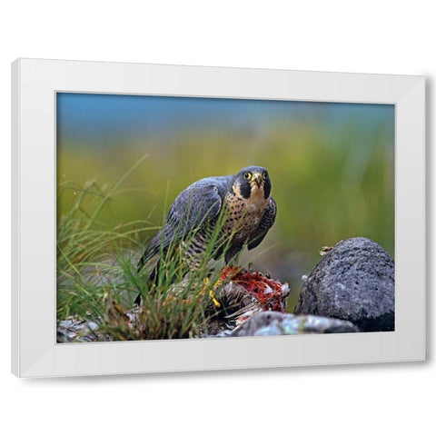 Peregrine Falcon with Duck White Modern Wood Framed Art Print by Fitzharris, Tim