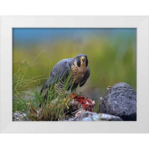 Peregrine Falcon with Duck White Modern Wood Framed Art Print by Fitzharris, Tim