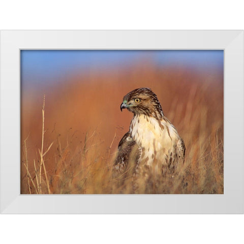 Redtail Hawk White Modern Wood Framed Art Print by Fitzharris, Tim