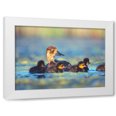 Lesser Scaup Hen with Young White Modern Wood Framed Art Print by Fitzharris, Tim