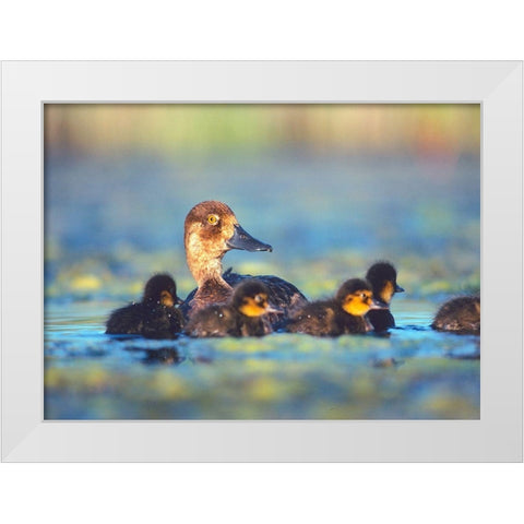 Lesser Scaup Hen with Young White Modern Wood Framed Art Print by Fitzharris, Tim