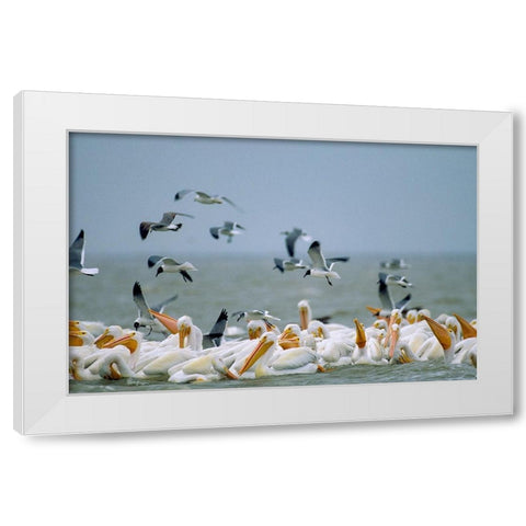 White Pelicans and Gulls Fishing-Texas Coast White Modern Wood Framed Art Print by Fitzharris, Tim