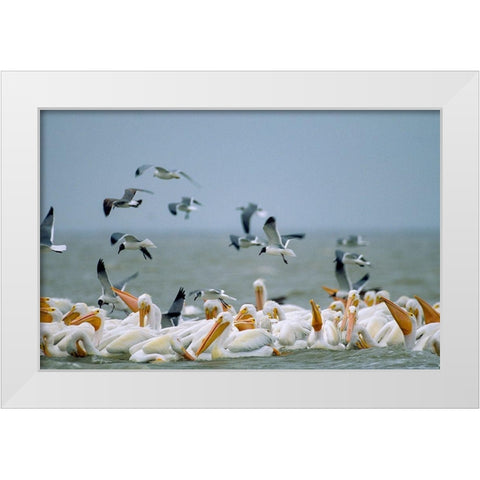 White Pelicans and Gulls Fishing-Texas Coast White Modern Wood Framed Art Print by Fitzharris, Tim