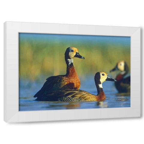 White-faced Tree Ducks-Kenya I White Modern Wood Framed Art Print by Fitzharris, Tim