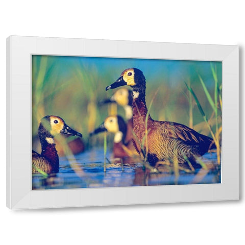 White-faced Tree Ducks-Kenya II White Modern Wood Framed Art Print by Fitzharris, Tim