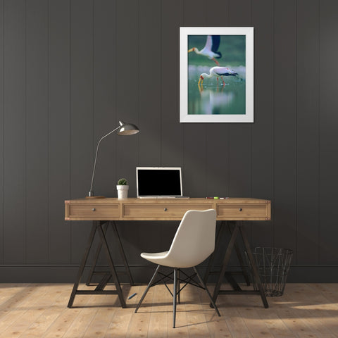 Yellow-billed Stork Feeding-Kenya White Modern Wood Framed Art Print by Fitzharris, Tim