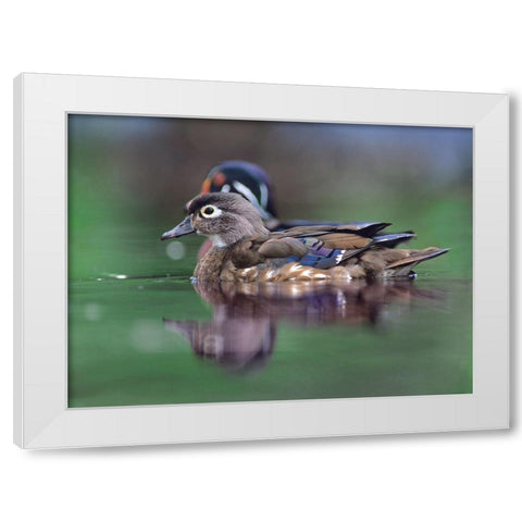 Wood Ducks White Modern Wood Framed Art Print by Fitzharris, Tim