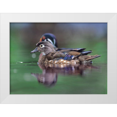 Wood Ducks White Modern Wood Framed Art Print by Fitzharris, Tim