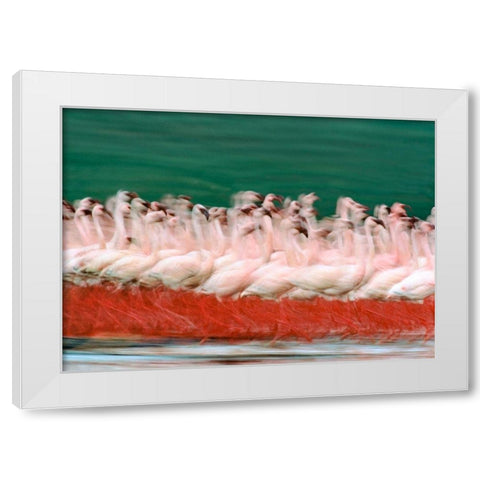 Lesser Flamingos Parading-Kenya White Modern Wood Framed Art Print by Fitzharris, Tim