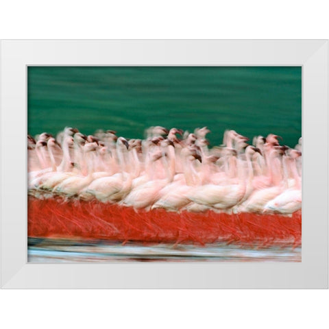 Lesser Flamingos Parading-Kenya White Modern Wood Framed Art Print by Fitzharris, Tim