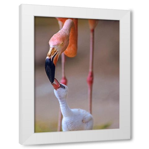 Caribbean Greater Flamingo with Chick White Modern Wood Framed Art Print by Fitzharris, Tim
