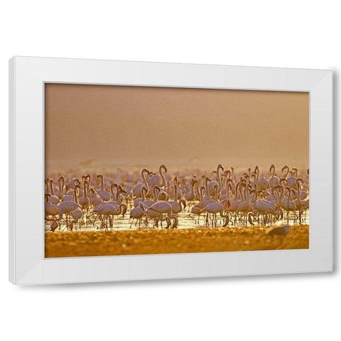 Lesser and Greater Flamingos-Lake Baringo-Kenya White Modern Wood Framed Art Print by Fitzharris, Tim