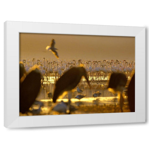 Lesser Flamingos and Marabou Storks-Kenya White Modern Wood Framed Art Print by Fitzharris, Tim